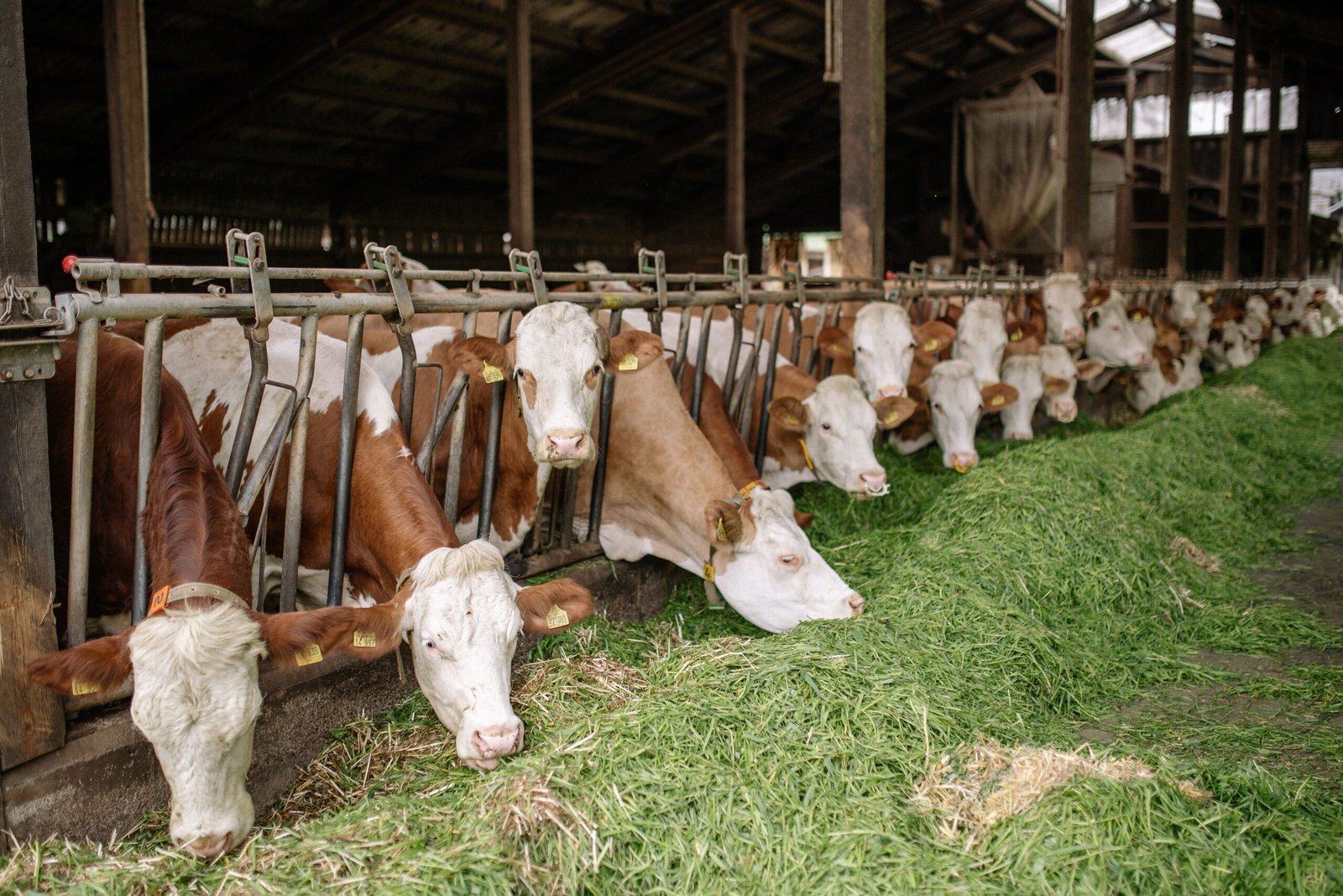 A group of brown and white cows feeding on fresh grass in a rustic barn setting.